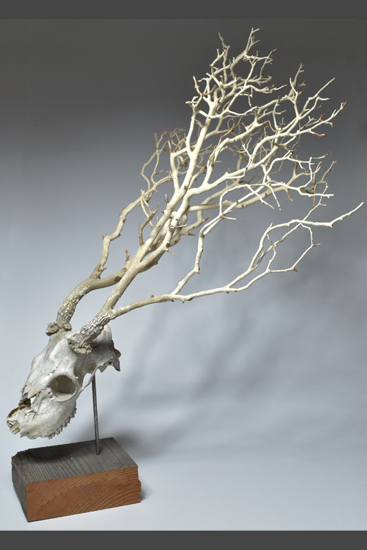 Slow growth by jarrodeastman features a deer skull with antlers transformed into branching white tree limbs, displayed on a wooden and metal stand as distinctive wall decor against a plain background.