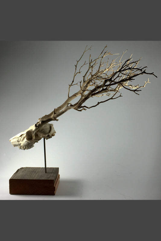 Brush by jarrodeastman is a sculpture featuring a deer skull fused with a branch and mounted on wood. Crafted from natural materials, thin, leafless twigs extend from the skull against a plain gray background.