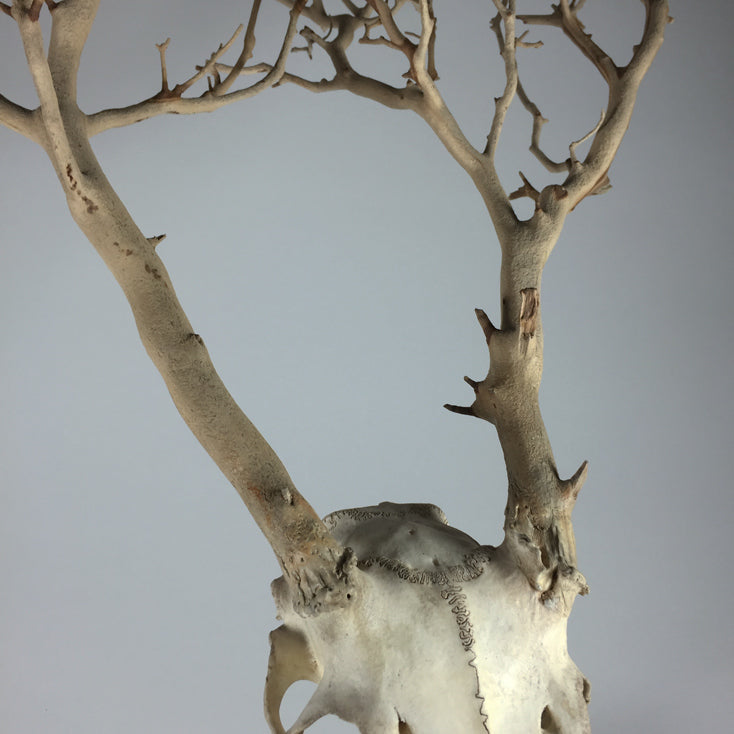 A close-up of the brush by jarrodeastman—a pale deer skull with large, natural-material antlers that curve upward, featuring textured surfaces and thin points, set against a plain gray background. A striking decor piece.