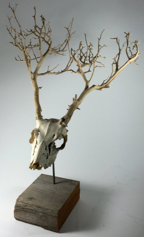 The brush by jarrodeastman features a deer skull mounted on wood, with antlers made of twig-like branches, creating striking natural wall art against a plain light background.