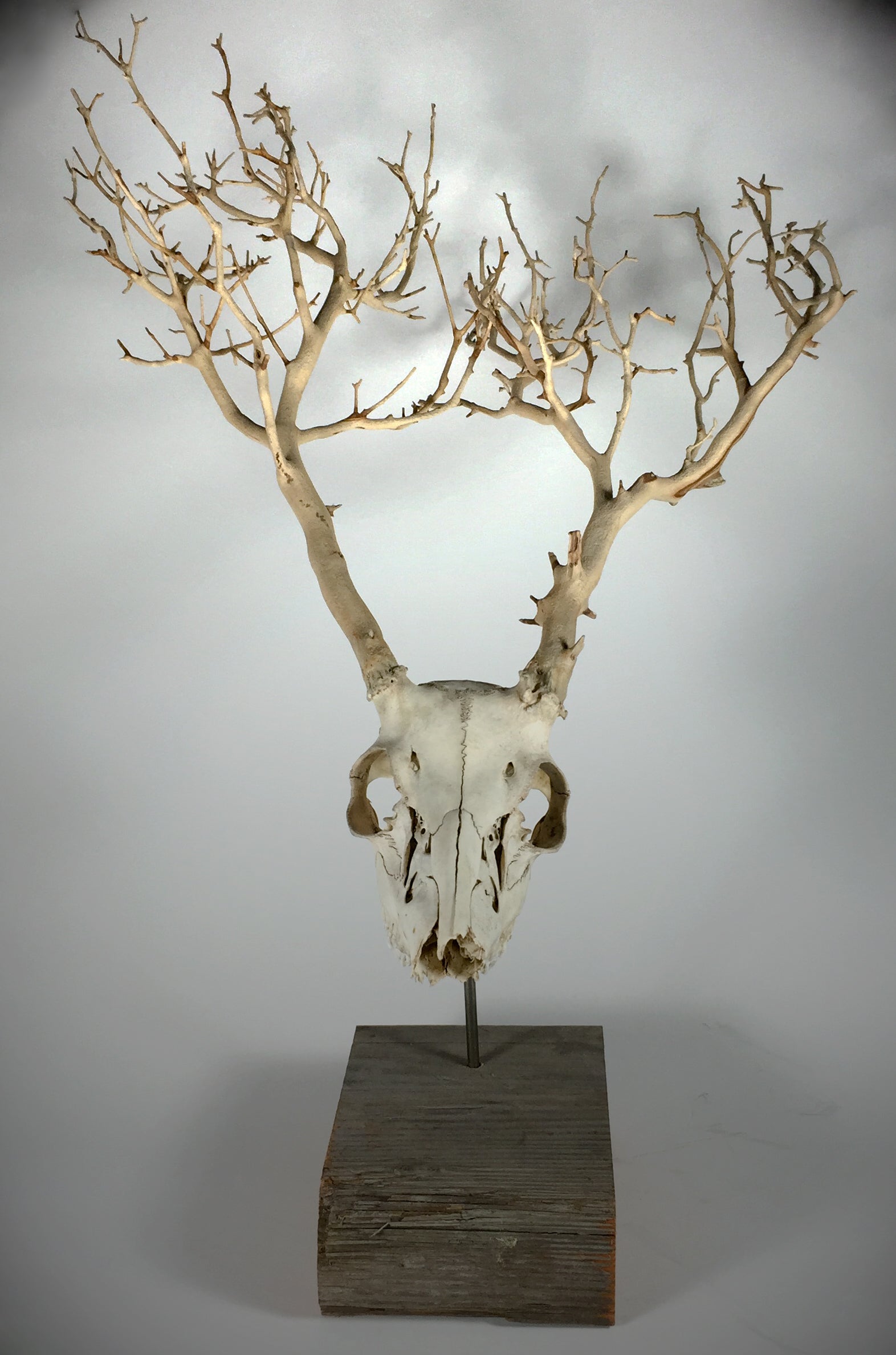 The jarrodeastman brush displays a white deer skull with branch-like antlers on a wooden base, offering artistic, natural wall decor that stands out against any plain background.