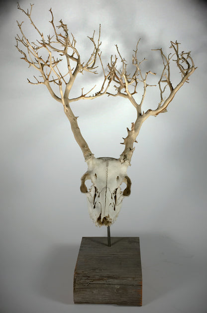 The jarrodeastman brush displays a white deer skull with branch-like antlers on a wooden base, offering artistic, natural wall decor that stands out against any plain background.