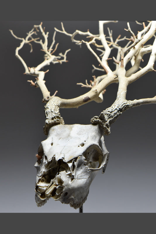 Slow growth by jarrodeastman features a weathered deer skull with large, tree branch-like antlers set on a neutral gray background—ideal for unique wall decor.