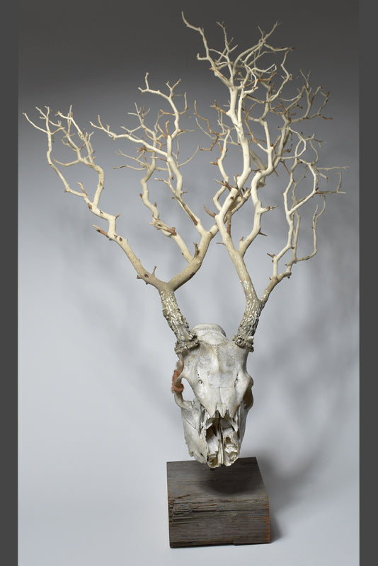 “slow growth” by jarrodeastman is a clay deer skull sculpture with tree-like antlers, mounted on wood. This unique wall decor stands out against a gray background, blending nature-inspired art with striking design.